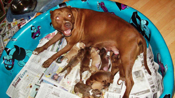 crop2009puppies012.jpg