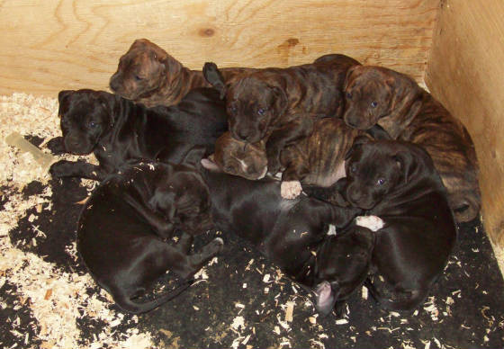 stormspups5weeks2012023.jpg