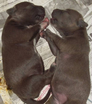 stormspups9daysold009.jpg