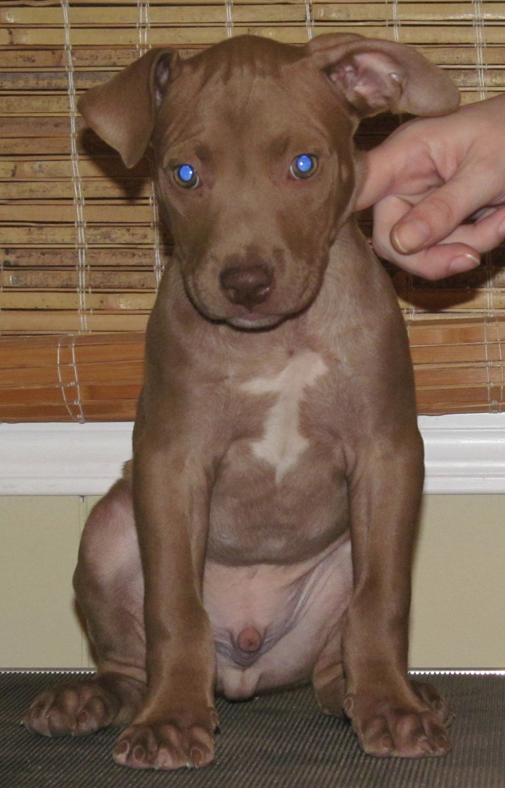 mercedesandbrodypups2015056.jpg