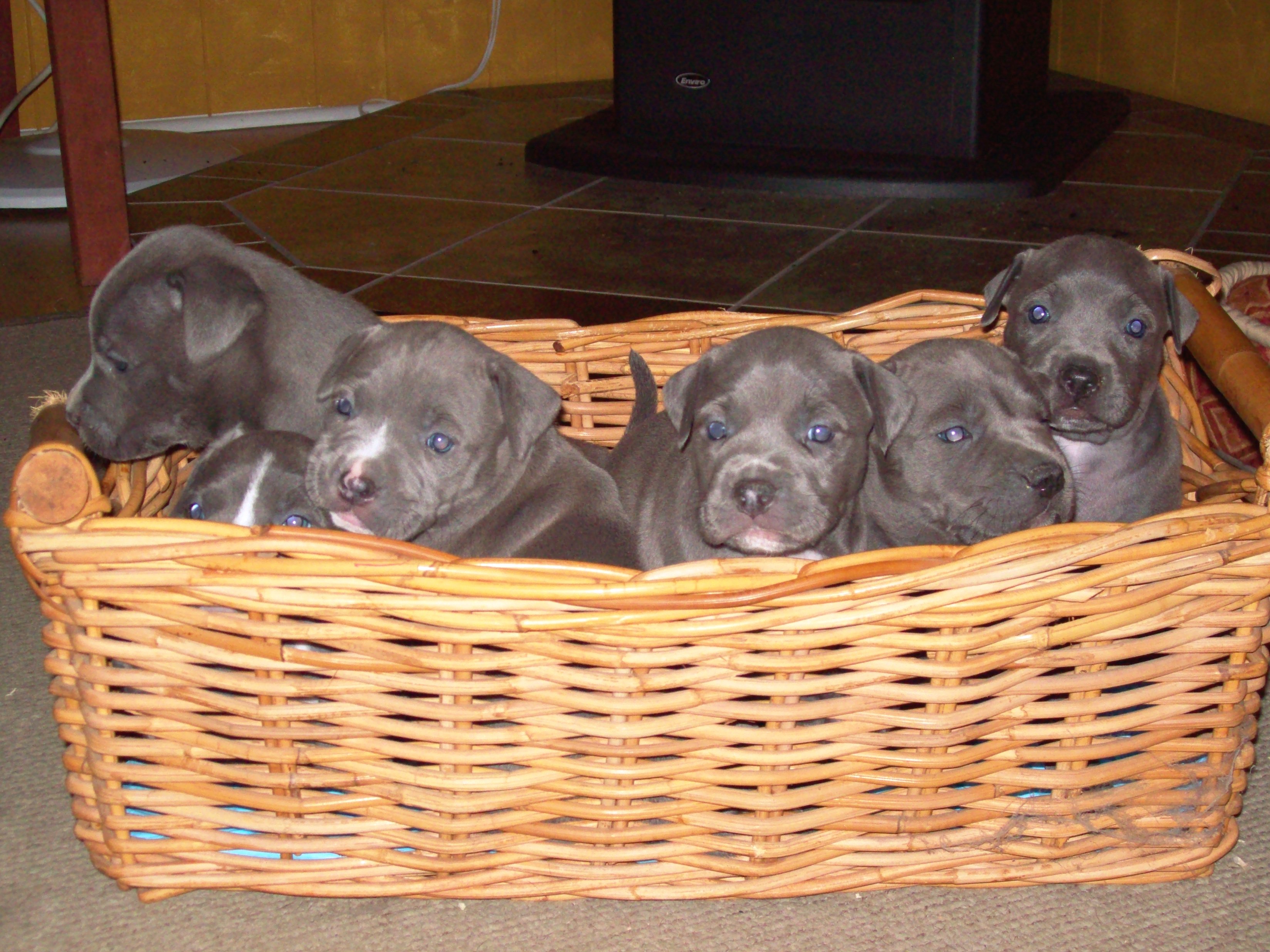 puppies2008.jpg