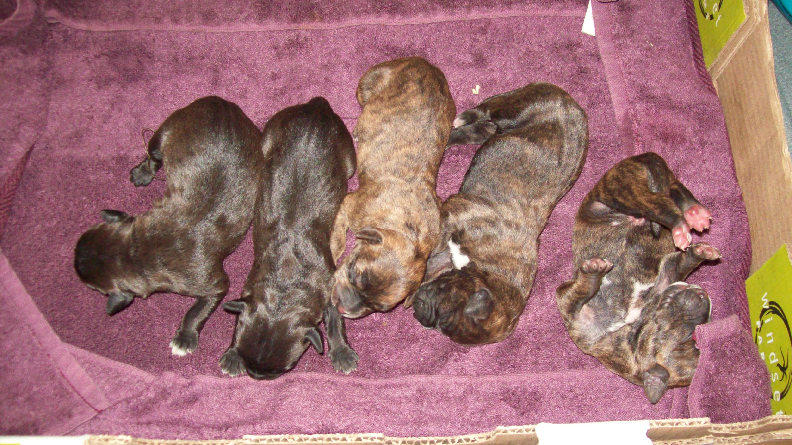 stormandpups1dayold2012016.jpg