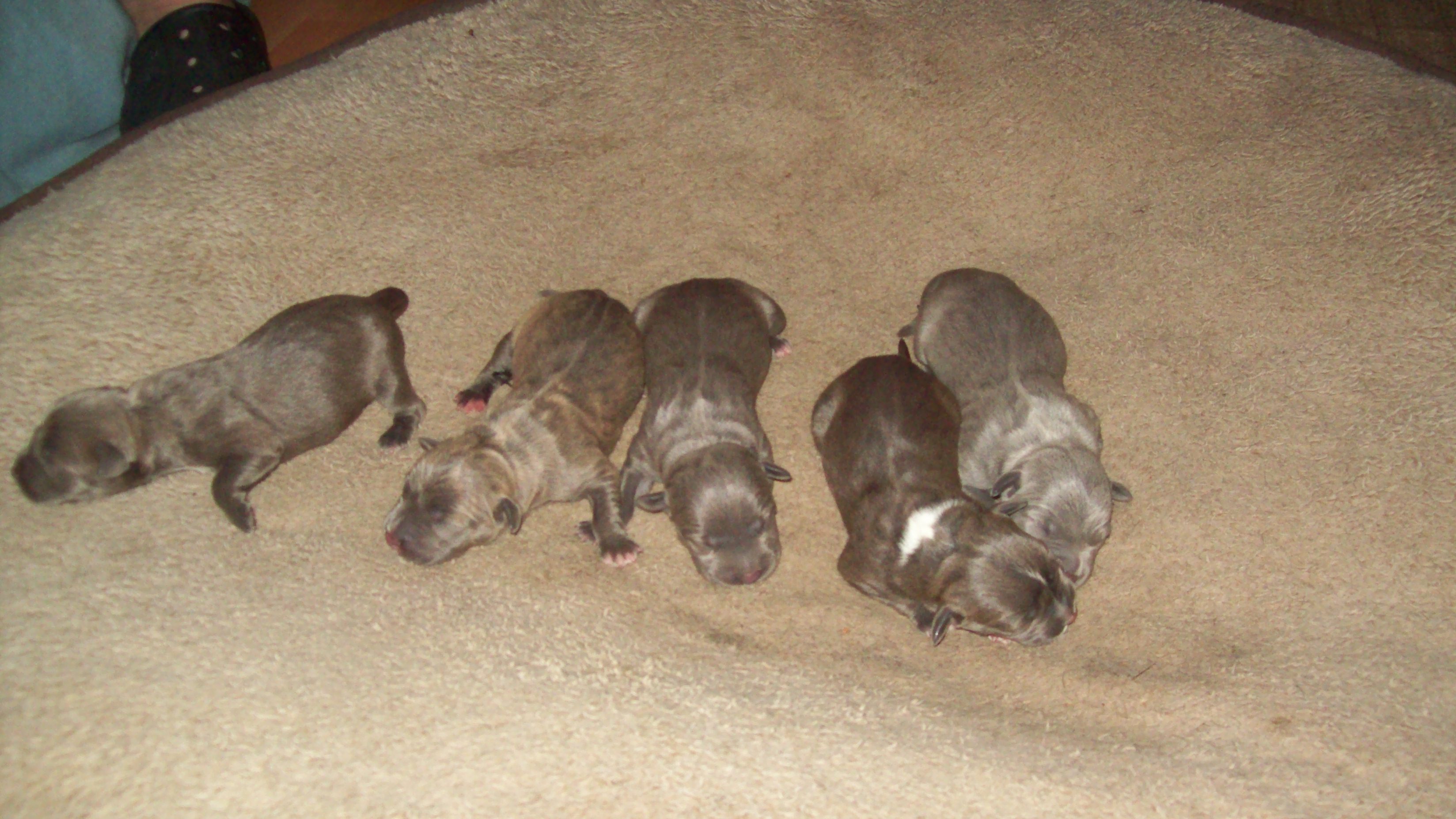 stormapollopups2014045.jpg