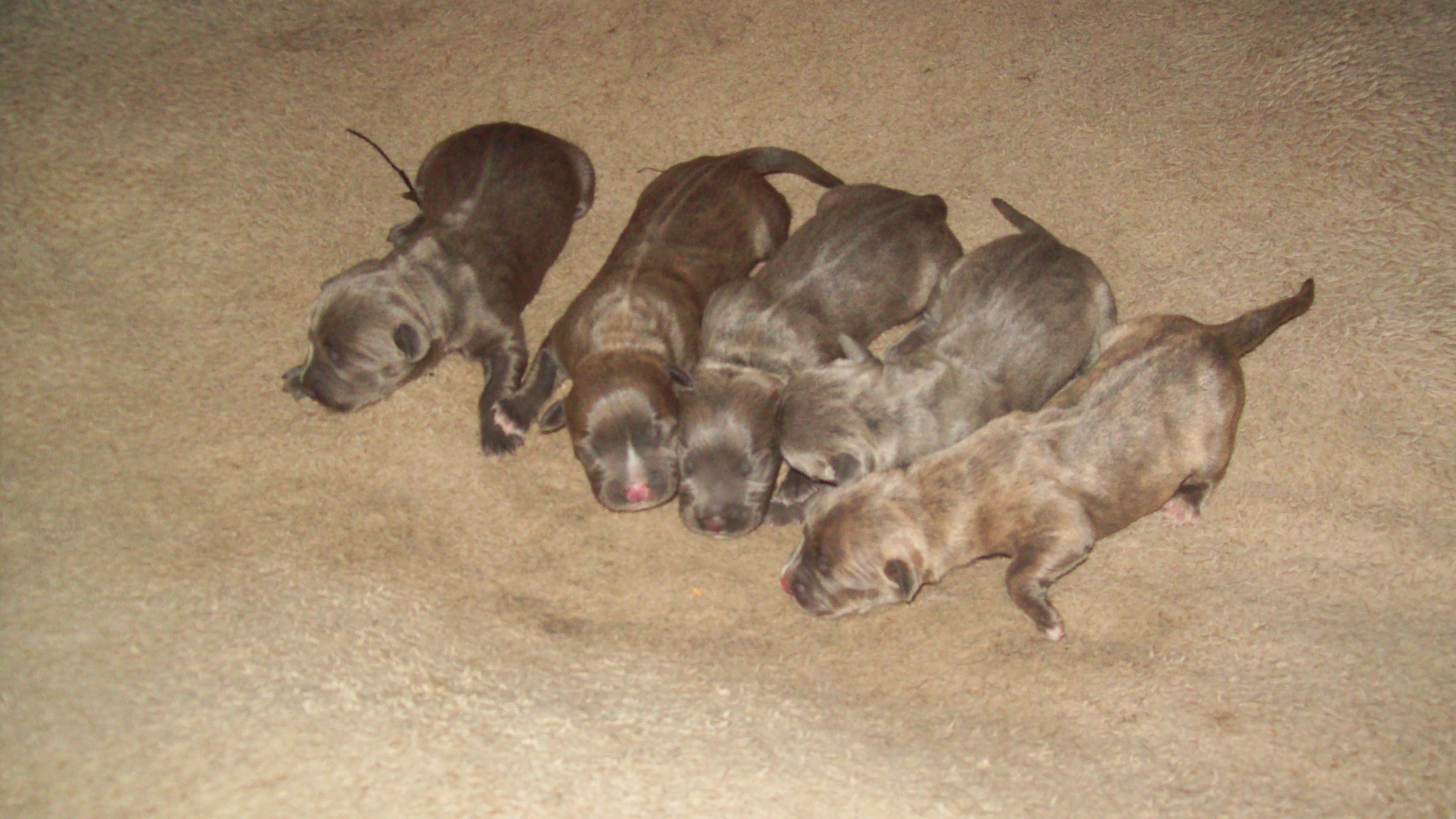 stormapollopups2014055.jpg