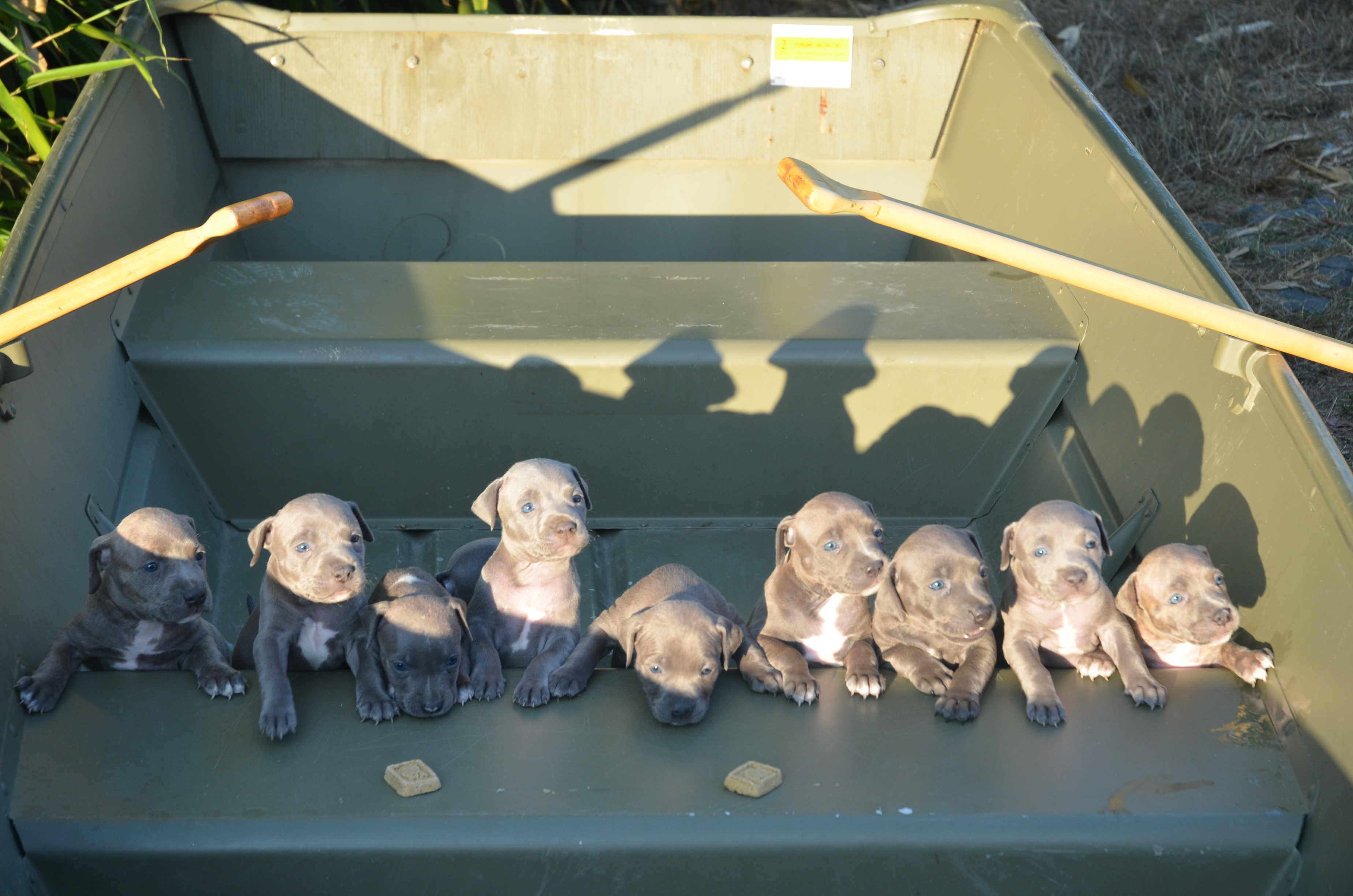 stormspups4weeks2014010.jpg