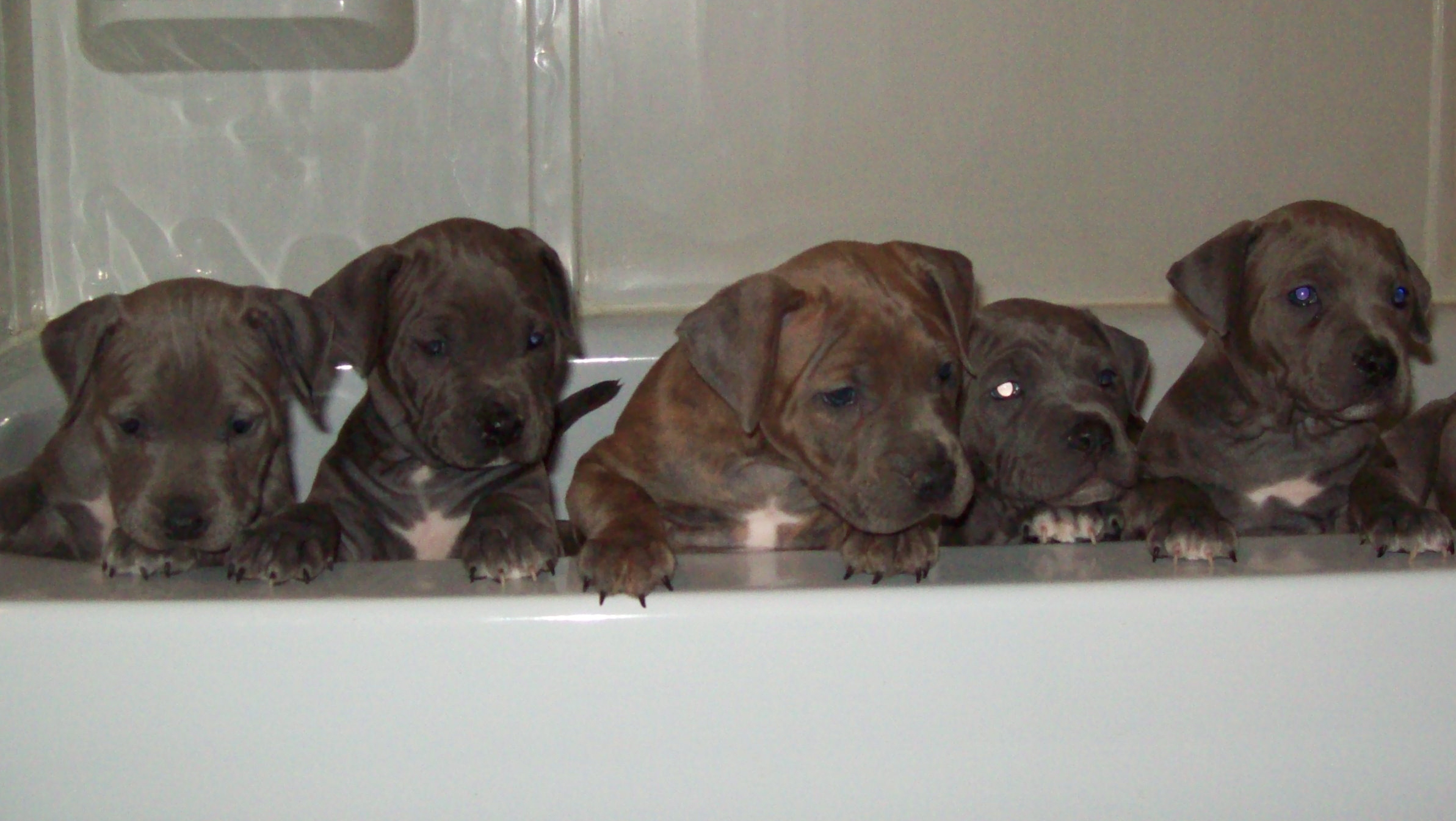 stormspups6weeks019.jpg