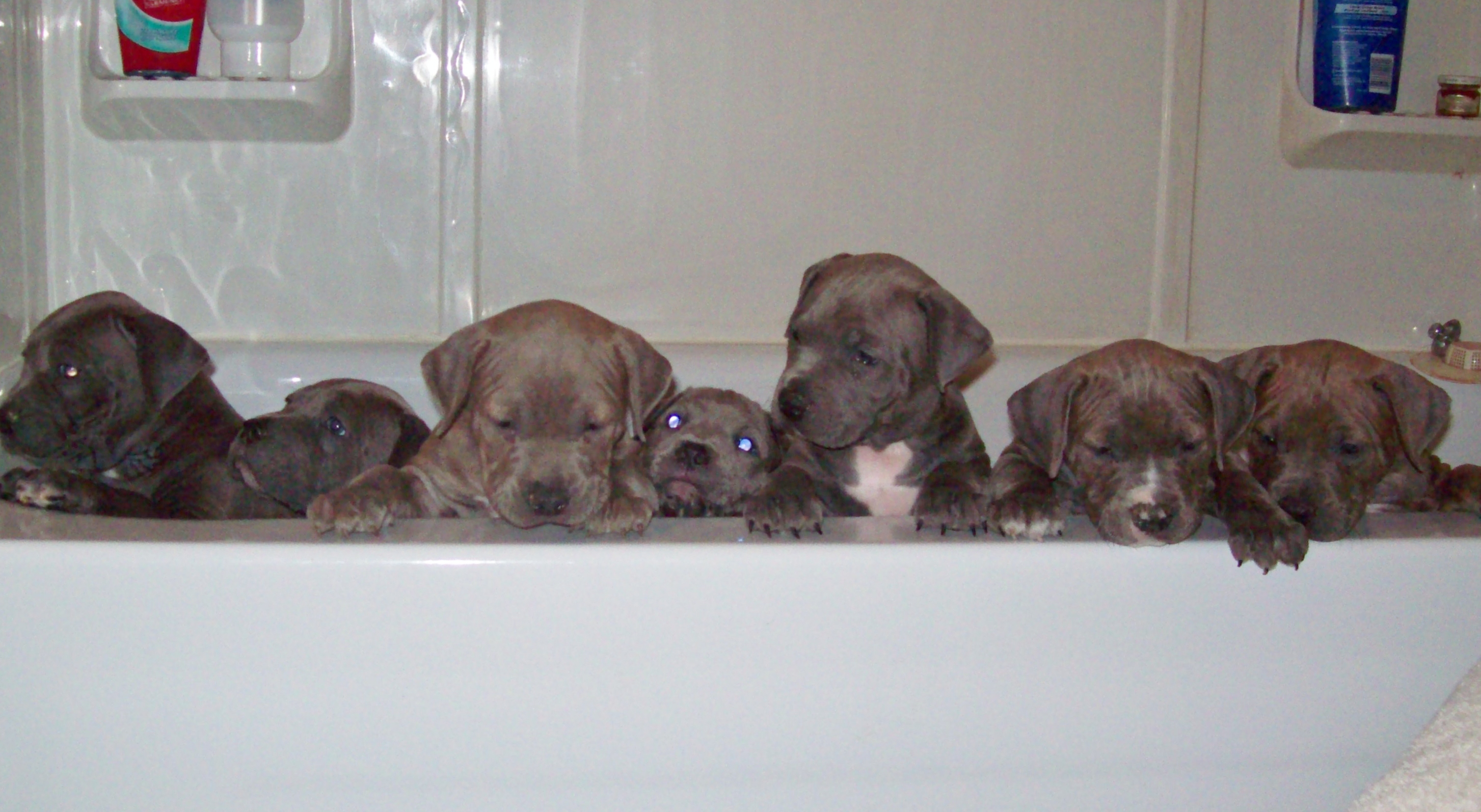 stormspups6weeks027.jpg