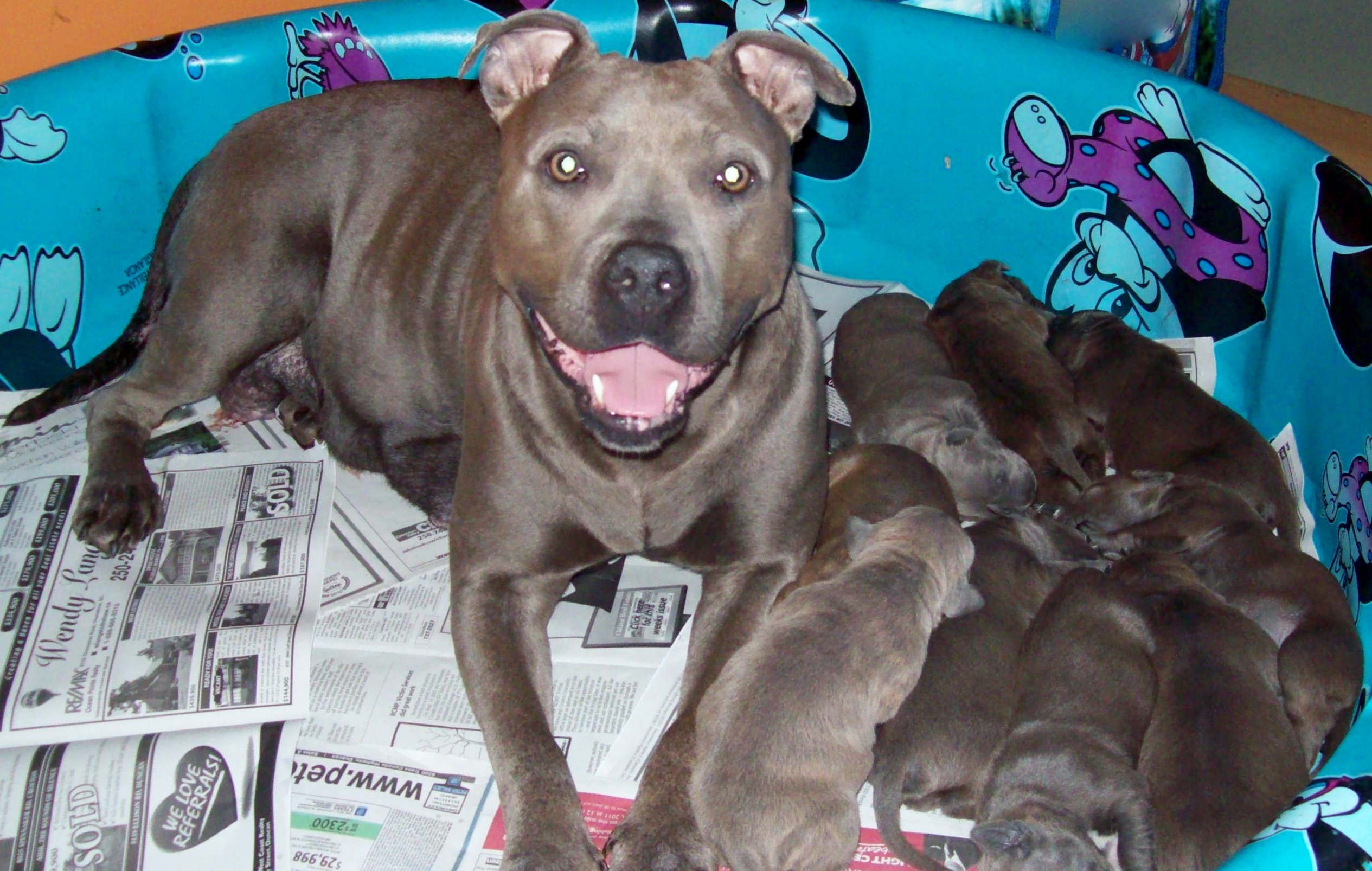 stormspups9daysold025.jpg